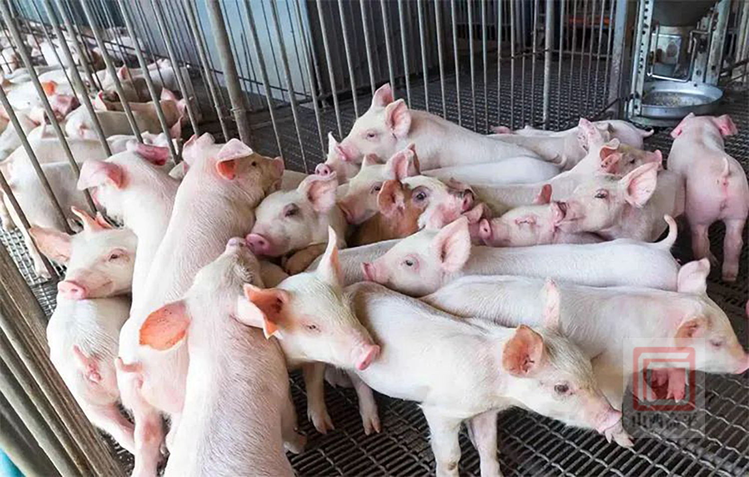 凯永集团全力做好生猪市场稳价保供工作_高平市人民政府网