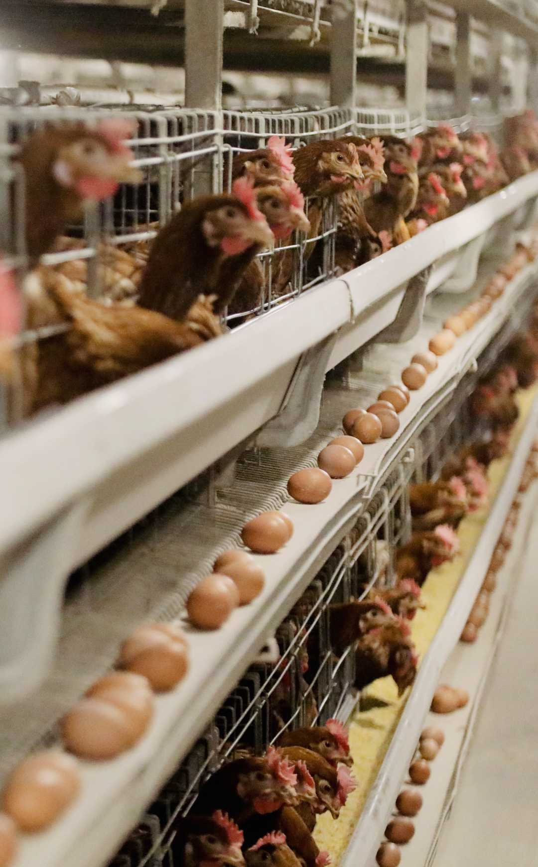 （组图）规模化蛋鸡养殖助农增收